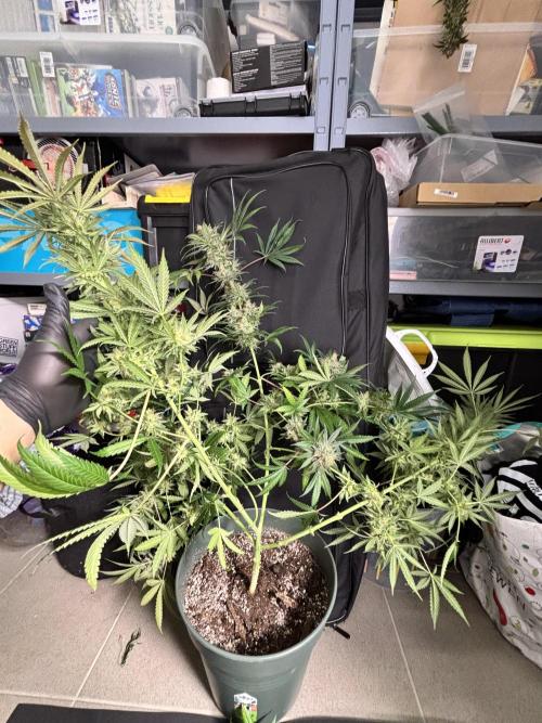 #13 Skywalker OG (Zamnesia Seeds). Week 16 - too heavy to hold the weight 