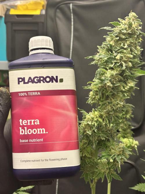 #13 Skywalker OG (Zamnesia Seeds). Week 16 - maybe the largest head i grew