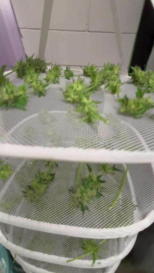 #13 Skywalker OG (Zamnesia Seeds)