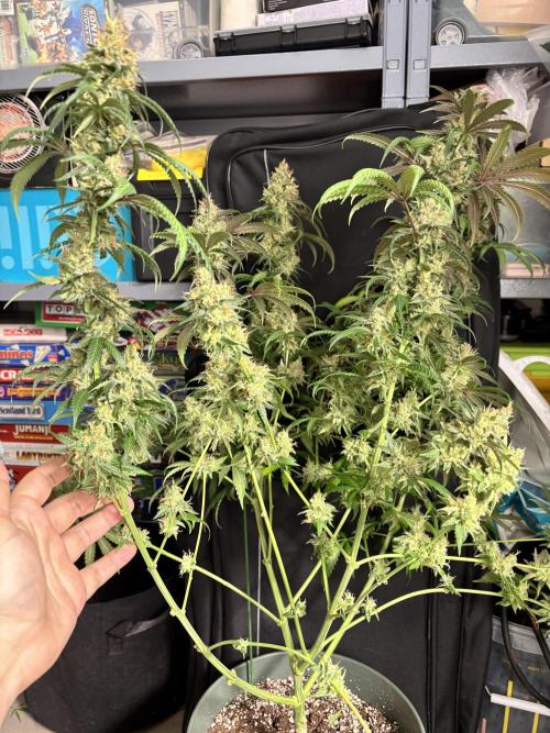 #14 - Barney's LSD Feminsed. Week 15 - the scrog was holding the weight 