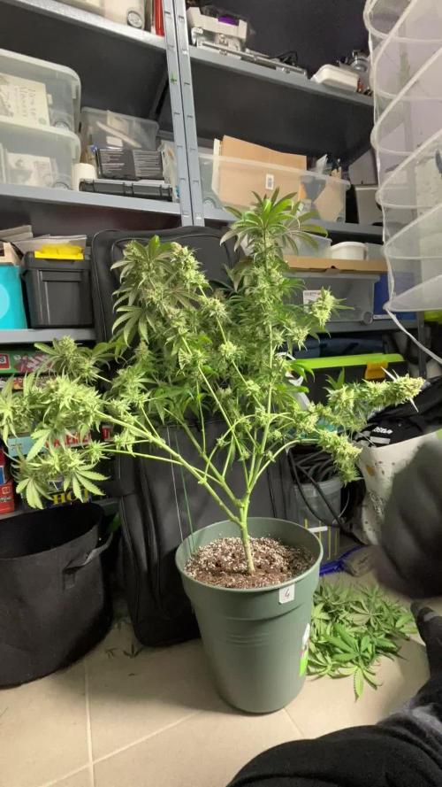 #14 - Barney's LSD Feminsed