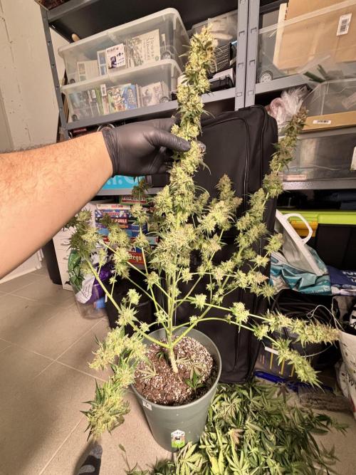#14 - Barney's LSD Feminsed. Week 15 - post trim