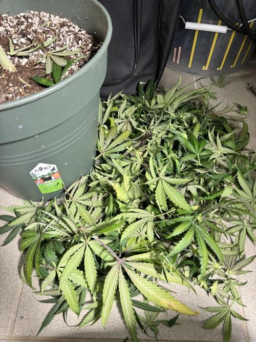 #14 - Barney's LSD Feminsed. Week 15