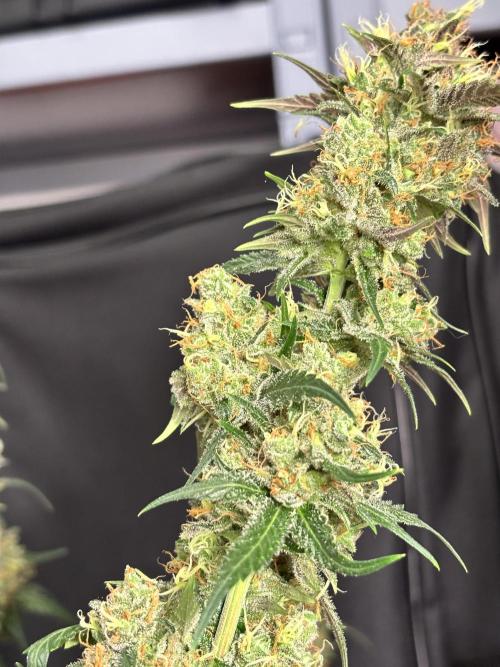 #14 - Barney's LSD Feminsed. Week 15