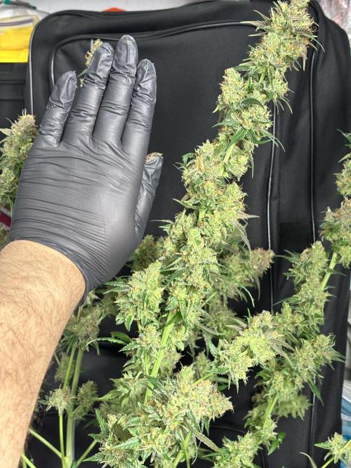 #14 - Barney's LSD Feminsed. Week 15