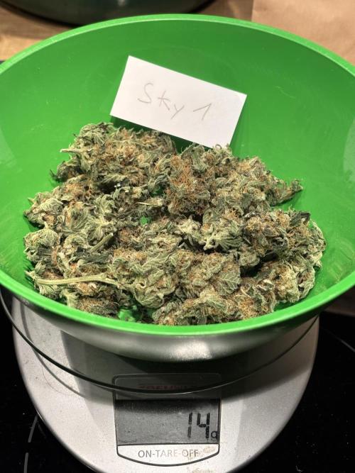 #13 Skywalker OG (Zamnesia Seeds). Week 17 - small heads 14g