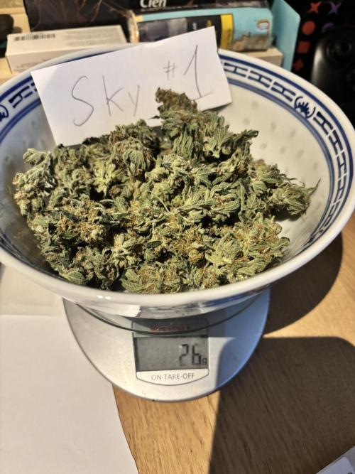 #13 Skywalker OG (Zamnesia Seeds). Week 17 - 26g