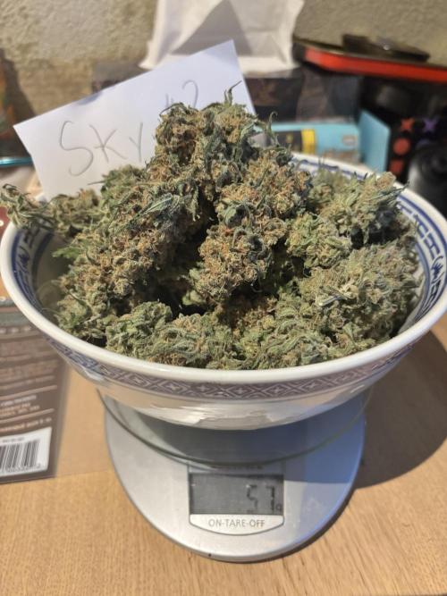 #13 Skywalker OG (Zamnesia Seeds). Week 17 - 57g