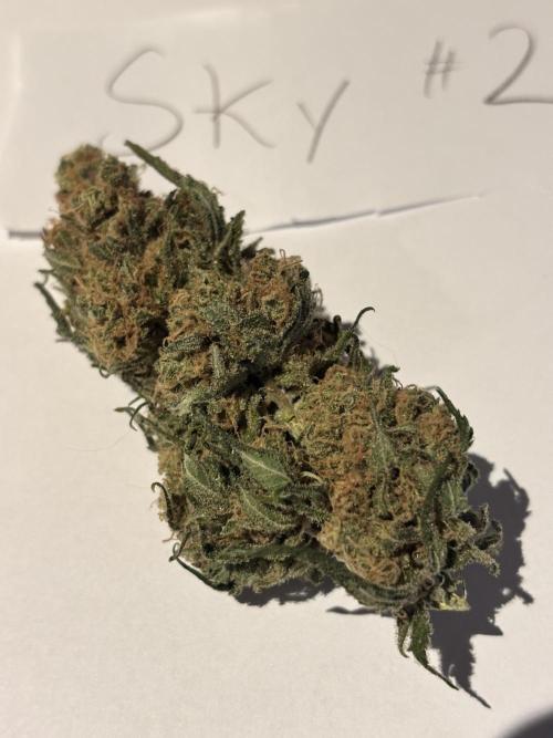 #13 Skywalker OG (Zamnesia Seeds). Week 17