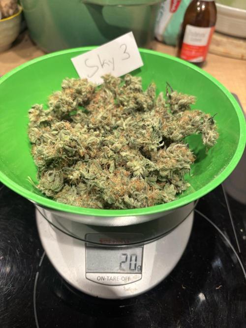 #13 Skywalker OG (Zamnesia Seeds). Week 17 - small heads 20g