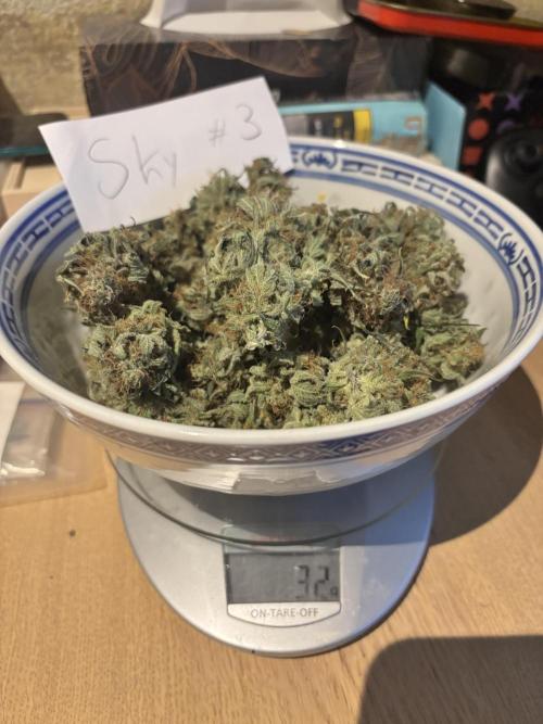 #13 Skywalker OG (Zamnesia Seeds). Week 17 - 32g