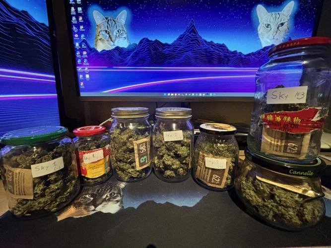 #13 Skywalker OG (Zamnesia Seeds). Week 17 - about 150g dried buds