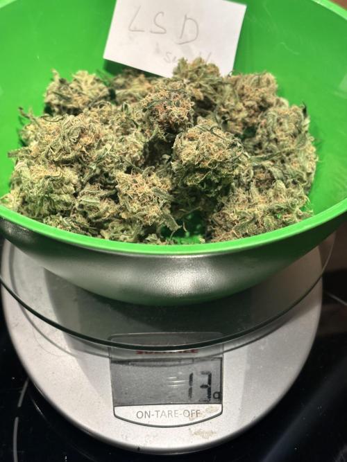 #14 - Barney's LSD Feminsed. Week 16 - small heads 13g