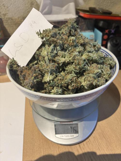 #14 - Barney's LSD Feminsed. Week 16 - 76g !!!!