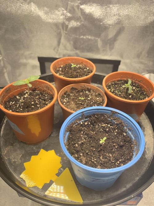 #15 Zamnesia Variety Grow. Week 1