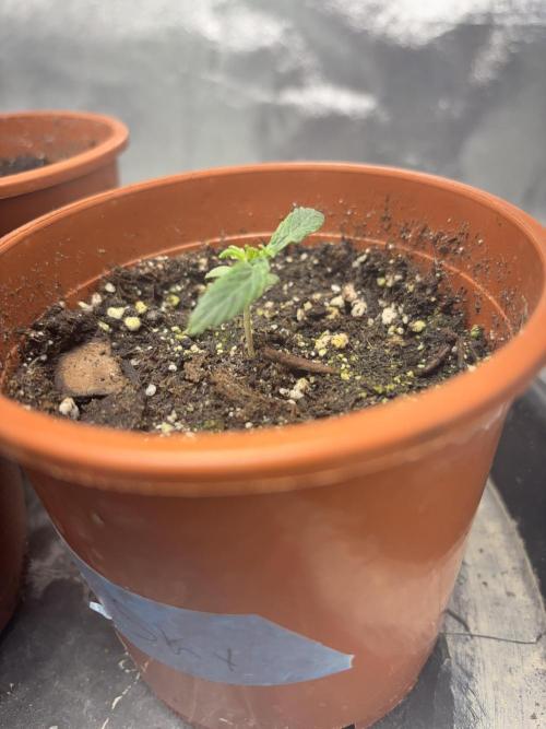 #15 Zamnesia Variety Grow. Week 1 - botched start leaves