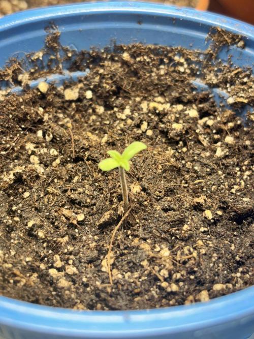 #15 Zamnesia Variety Grow. Week 1 - slower start