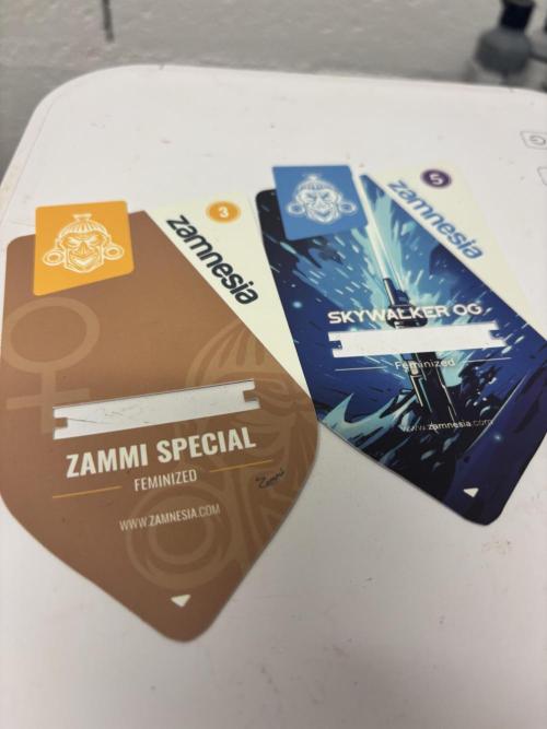 #15 Zamnesia Variety Grow. Week 1 - I lost the wedding cake packaging 