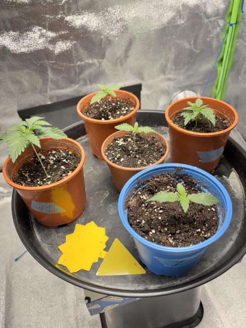 #15 Zamnesia Variety Grow. Week 2