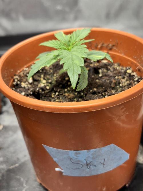 #15 Zamnesia Variety Grow. Week 2 - skywalker OG