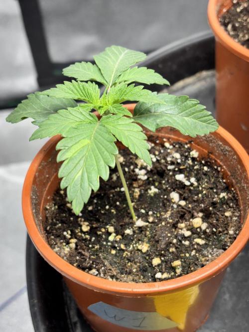 #15 Zamnesia Variety Grow. Week 2 - Wedding cake