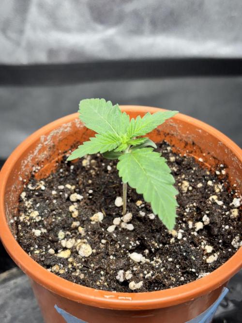 #15 Zamnesia Variety Grow. Week 2 - Zammy 1