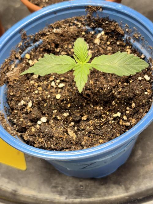 #15 Zamnesia Variety Grow. Week 2 - Zammy 2