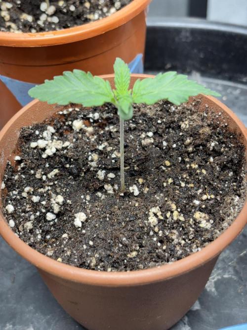 #15 Zamnesia Variety Grow. Week 2 - Zammy 3