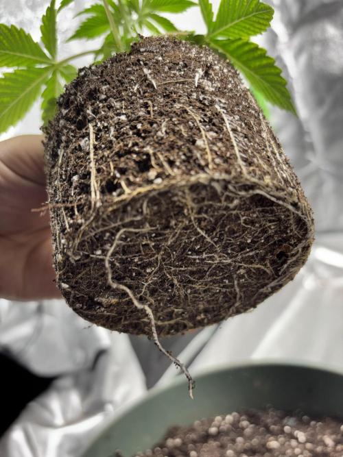 #15 Zamnesia Variety Grow. Week 3 - time to change pots