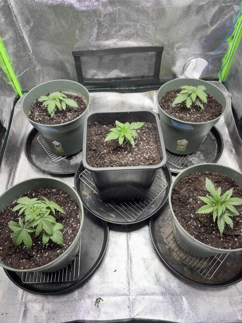 #15 Zamnesia Variety Grow. Week 3