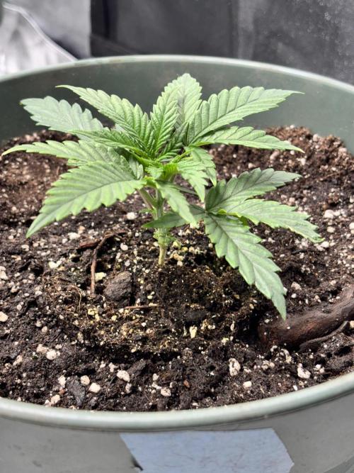 #15 Zamnesia Variety Grow. Week 3 - Skywalker OG