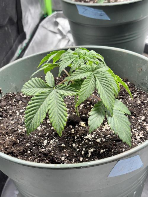 #15 Zamnesia Variety Grow. Week 3 - Wedding cake