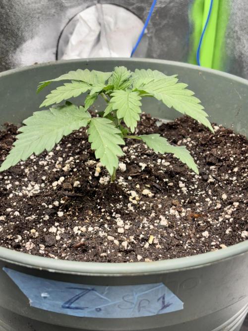 #15 Zamnesia Variety Grow. Week 3 - zammy sp1