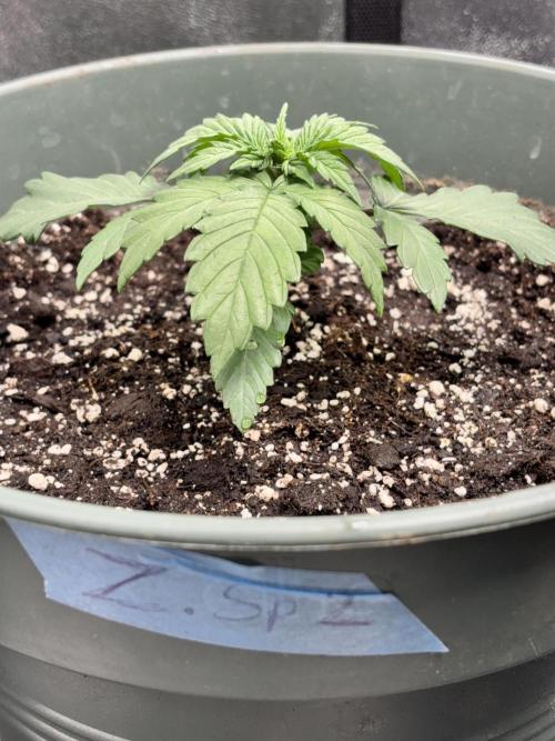 #15 Zamnesia Variety Grow. Week 3 - zammy sp2