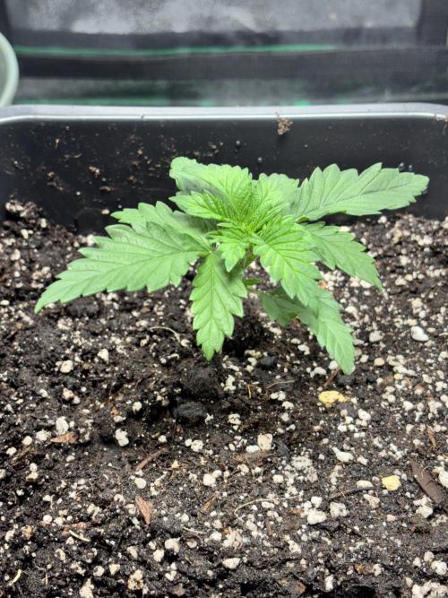 #15 Zamnesia Variety Grow. Week 3 - zammy sp3