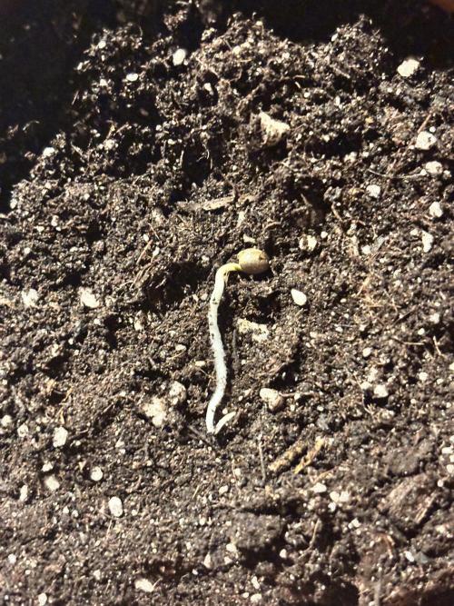 #16 - Sticky Broccoli: Eternity Cup 2026. Week 0