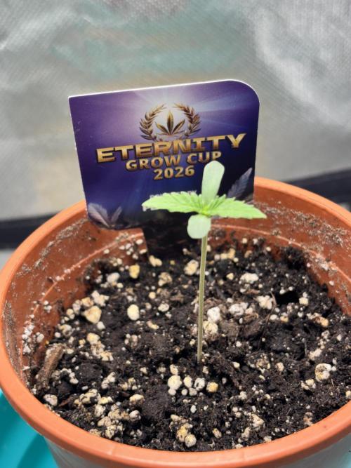 #16 - Sticky Broccoli: Eternity Cup 2026. Week 0 - Day 3