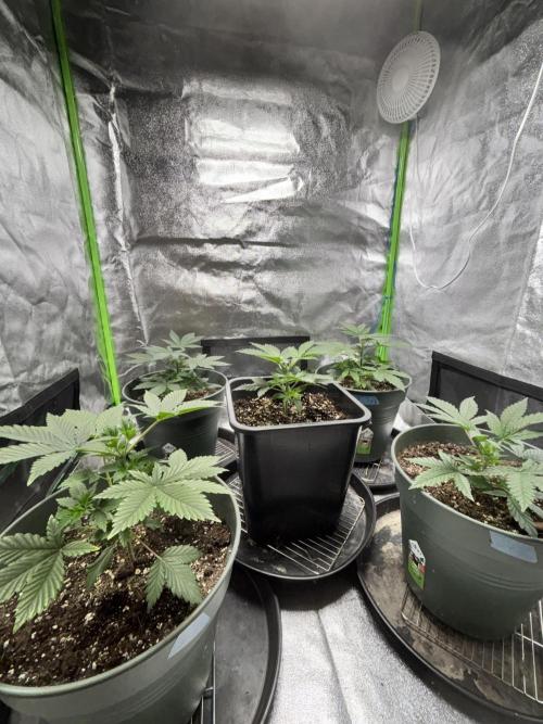 #15 Zamnesia Variety Grow. Week 4 - 08/01