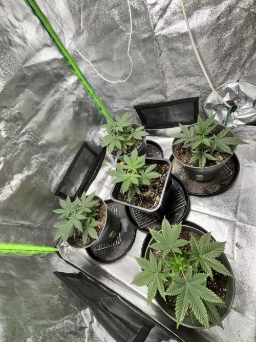 #15 Zamnesia Variety Grow. Week 4 - 08/01