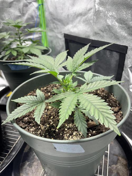 #15 Zamnesia Variety Grow. Week 4 - Skywalker