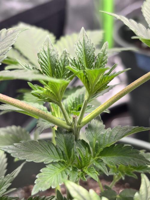 #15 Zamnesia Variety Grow. Week 4 - topped heads