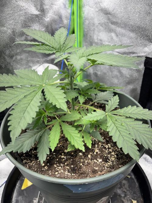 #15 Zamnesia Variety Grow. Week 4 - zammy special 1