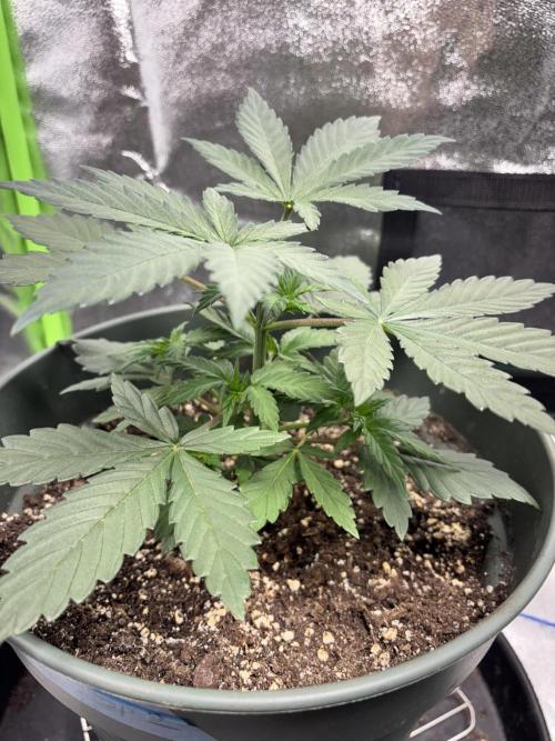 #15 Zamnesia Variety Grow. Week 4 - zammy special 2
