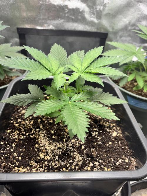 #15 Zamnesia Variety Grow. Week 4 - zammy special 3