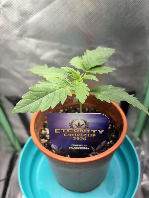 #16 - Sticky Broccoli: Eternity Cup 2026. Week 1 - 15/01