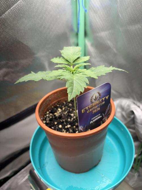 #16 - Sticky Broccoli: Eternity Cup 2026. Week 1 - 15/01