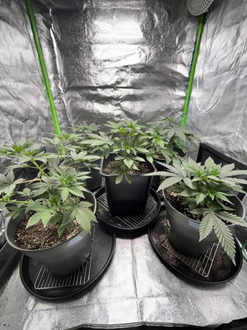 #15 Zamnesia Variety Grow. Week 5