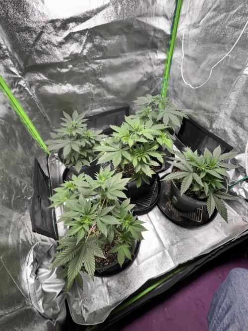 #15 Zamnesia Variety Grow. Week 5