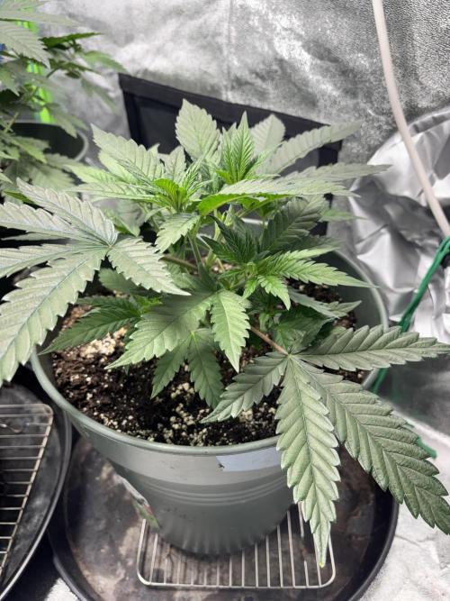 #15 Zamnesia Variety Grow. Week 5 - Skywalker