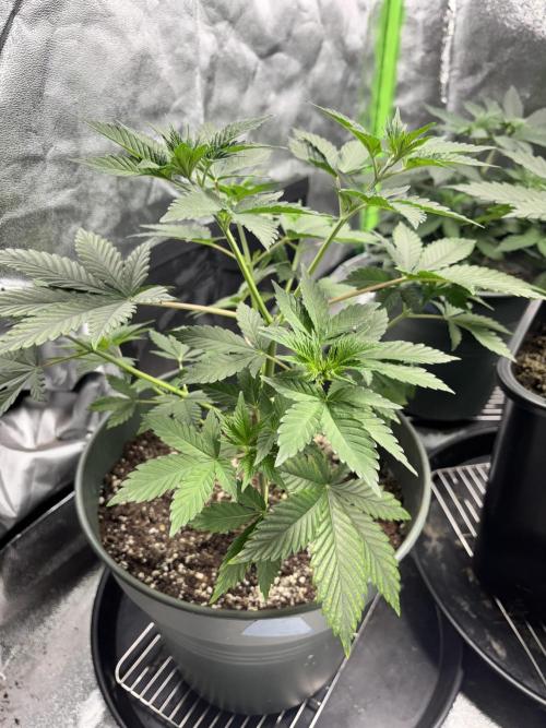 #15 Zamnesia Variety Grow. Week 5 - Wedding cake